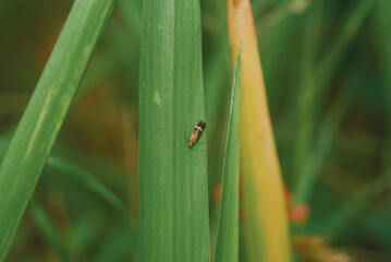 ant on a grass