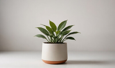 A potted plant with green leaves sits on a white table against a white wall