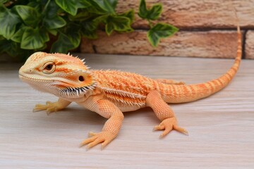 Obraz premium Vibrant Bearded Dragon Portrait