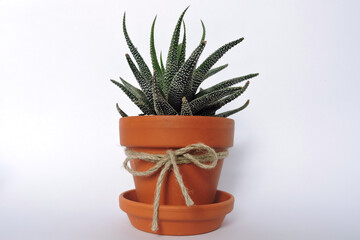 Haworthia Univers growing in a terracotta clay flower pot, a bow made of string, a flowerpot tray, white background