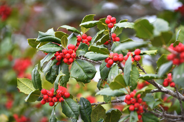 Holly bush with red berries - winter holiday background