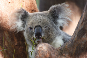 wild koala (Phascolarctos cinereus) eating eucalyptus leaves in lush green coastal bush forest at Kennett River along the Great Ocean Road near the Otways in Victoria, Australia