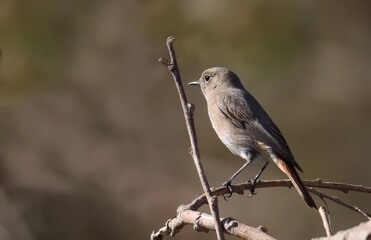 Common redstart on branch, Phoenicurus phoenicurus, birds of Montenegro	