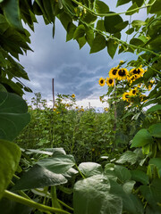 A vibrant field of sunflowers framed by lush green leaves, set against a dramatic cloudy sky. The scene captures the contrast of bright yellow blooms and deep greens, embodying the beauty of nature.
