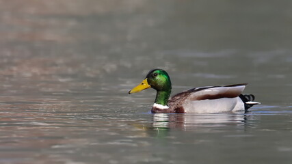 Fototapeta premium Mallard duck in sea, Anas platyrhynchos, birds of Montenegro