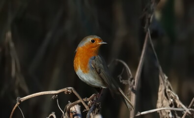 European Robin on branch, Erithacus rubecula, birds of Montenegro	