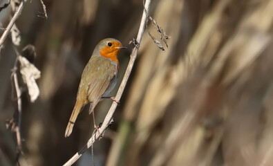 European Robin on branch, Erithacus rubecula, birds of Montenegro	