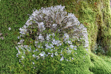 Colonia di lichene Peltigera Rufescens grigio e muschio verde