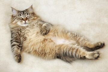 Lazy Cat in Cozy Relaxation