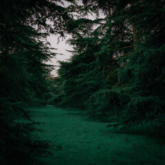 a forest with a green field and trees with a dark sky in the background.