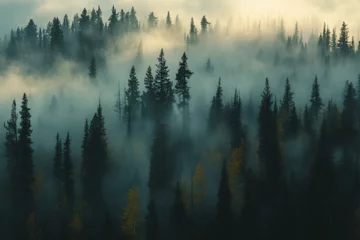 Poster misty morning in the forest