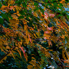 Plants in the forest in autumn time