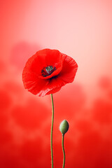 Obraz premium A red poppy flower against a floral-themed background for greeting card border, professional lighting, ultra highly realistic, smooth light, PNG