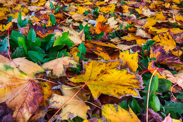 Autumn foliage close-up