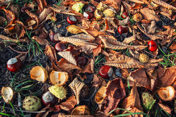 Autumn leaves and chestnuts
