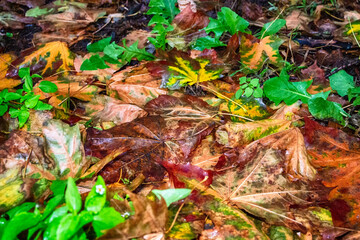 Wet leaves cover the ground