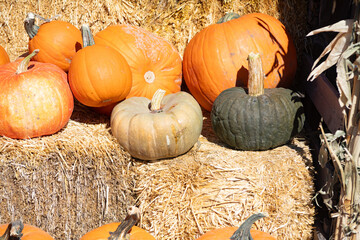 Pumpkins at the pumpkin patch on a beautiful day in October at the pumpkin patch