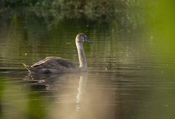 grey swan between reeds, young swan on the pond, young mute swans in the lake, swans between duckweed, cute swans