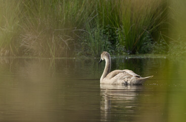 young mute swan in the sunlight, young swan on the pond, young swan between green branches, elegant water bird in the pond, swans between reed, cute waterbird