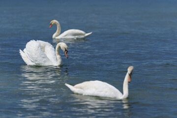 White swans swimming by the shore of the open sea