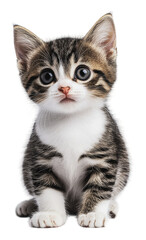 PNG Adorable tabby kitten sitting and looking curious