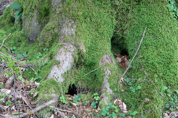 Radice di albero ricoperta di muschio verde con foglie e ramoscelli secchi con tana di animale