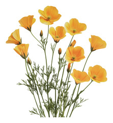 PNG Bright orange flowers blooming in a vase