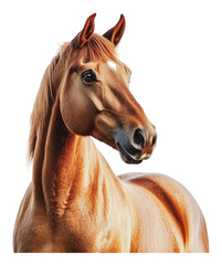 PNG Beautiful golden brown horse standing in profile
