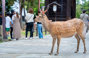 Close up portrait of a sika deer in Nara park, Japan.