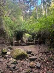 stream in the forest