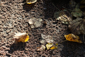 dry autumn leaves on the ground