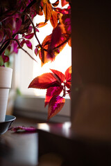 Liście kwiatka pod słońcem