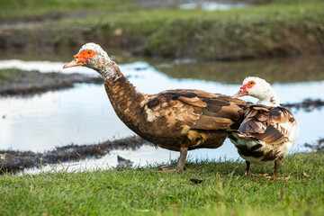 Beautiful landscape from the country in the Republic of Moldova. Green nature in Europe. Rural ecological tourism.