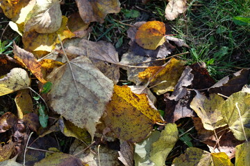 dry autumn leaves on the ground