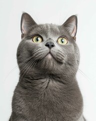 Portrait of a Russian Blue Cat with Striking Green Eyes, Ideal for Cat Lovers and Feline Enthusiasts

