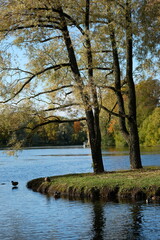 Fototapeta premium lake in autumn park