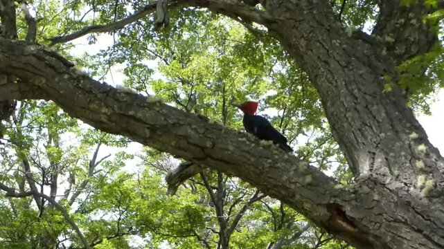 Woodpecker
