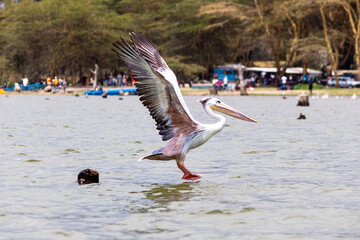 A pink-backed pelican taking flight in Lake Naivasha, Kenya