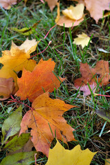 autumn yellow maple leaves on the ground