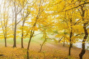 Beautiful landscape from the country in the Republic of Moldova. Green nature in Europe. Rural ecological tourism.