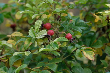 red rose hips on a bush