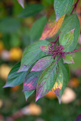 plants with green burgundy leaves close up