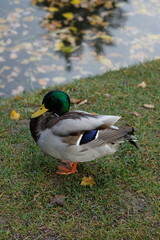 duck stands on the grass near the pond