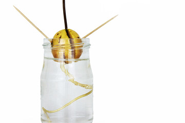 Avocado seed sprouting in water with a growing stem and leaves, supported by toothpicks in a glass jar, DIY plant propagation.. Isolated on white background. Copy space.