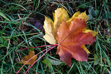 autumn maple leaves on the grass