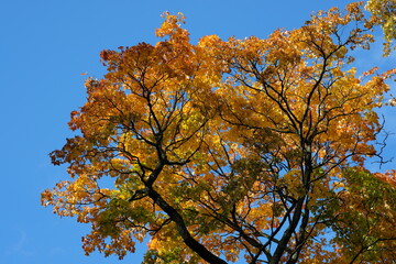 autumn tree and blue sky