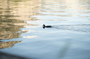 mountain, lake, nature, scenic, forest, trees, calm, reflection, water, tranquility, serene, outdoors, picturesque, horizon, wilderness, travel, summer, sunlight, Austria, Alps,