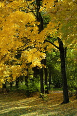 Obraz premium autumn in the forest