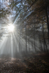 Fototapeta premium Sunbeams in fog in an autumn forest