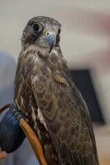 Portrait for hawks or falcon Qatar 2024